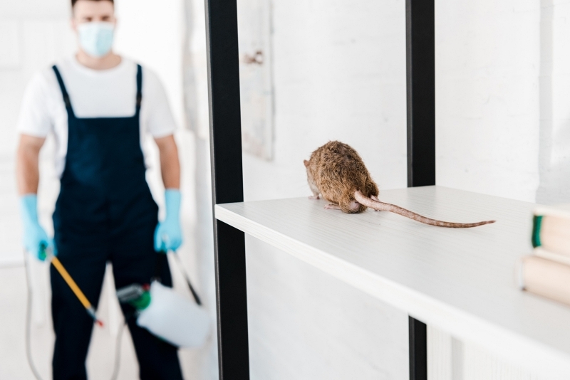 Affordable Pest Control Services in McKinney, TX for Homes & Businesses