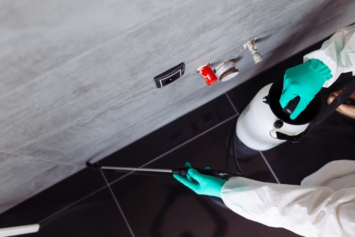 Termite Inspection and Removal Services McKinney TX