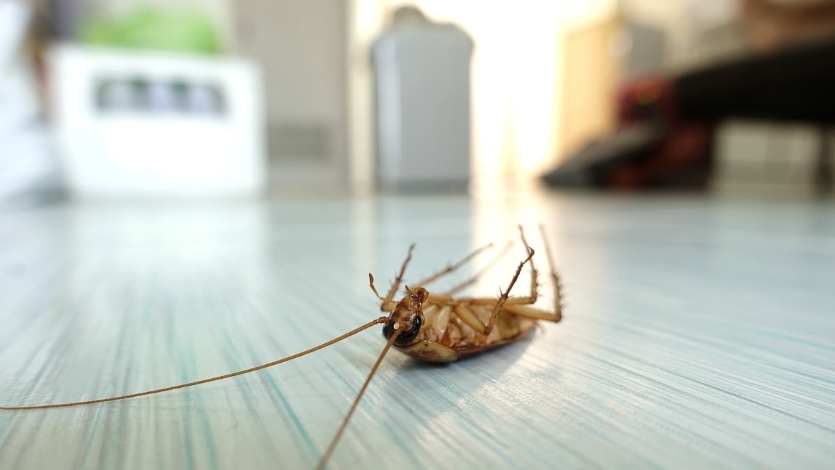 Seasonal Pest Control McKinney TX