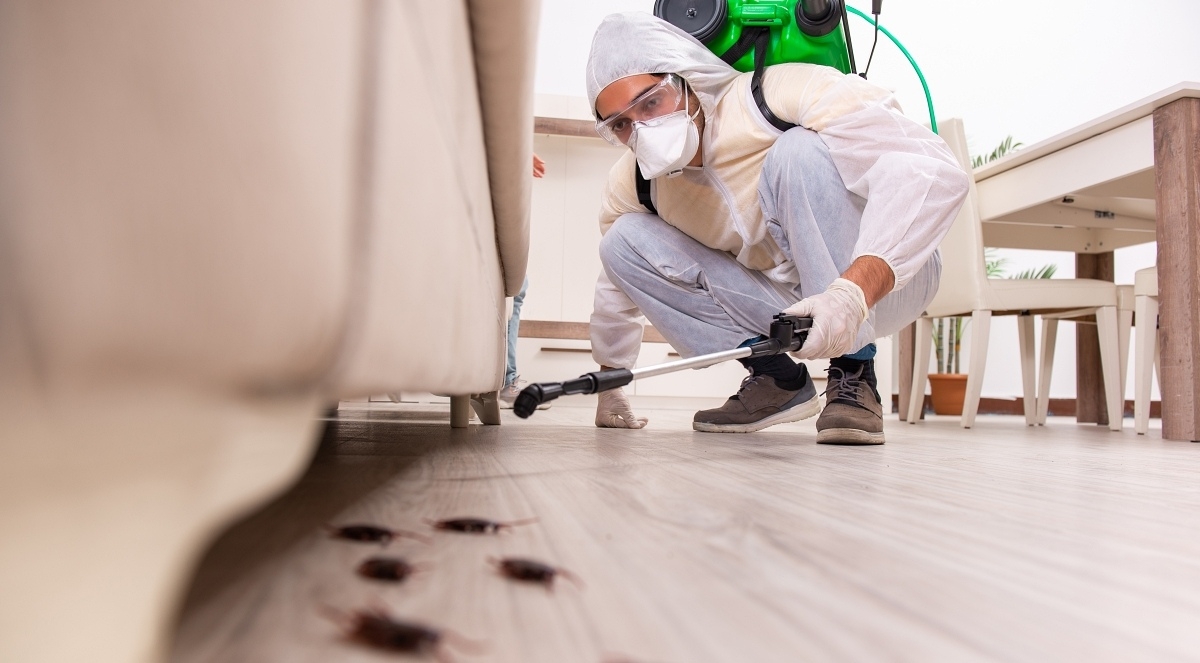 McKinney Pest Control for Spiders, Ants, and More